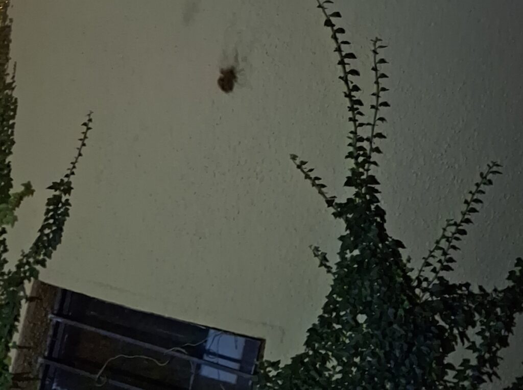 Když vám po zdi leze děsně very scary pavouk :-)